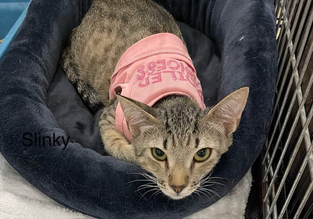 Enlarge Slinky, a Adoptable Domestic Short Hair in Safety Harbor, FL image 1/2