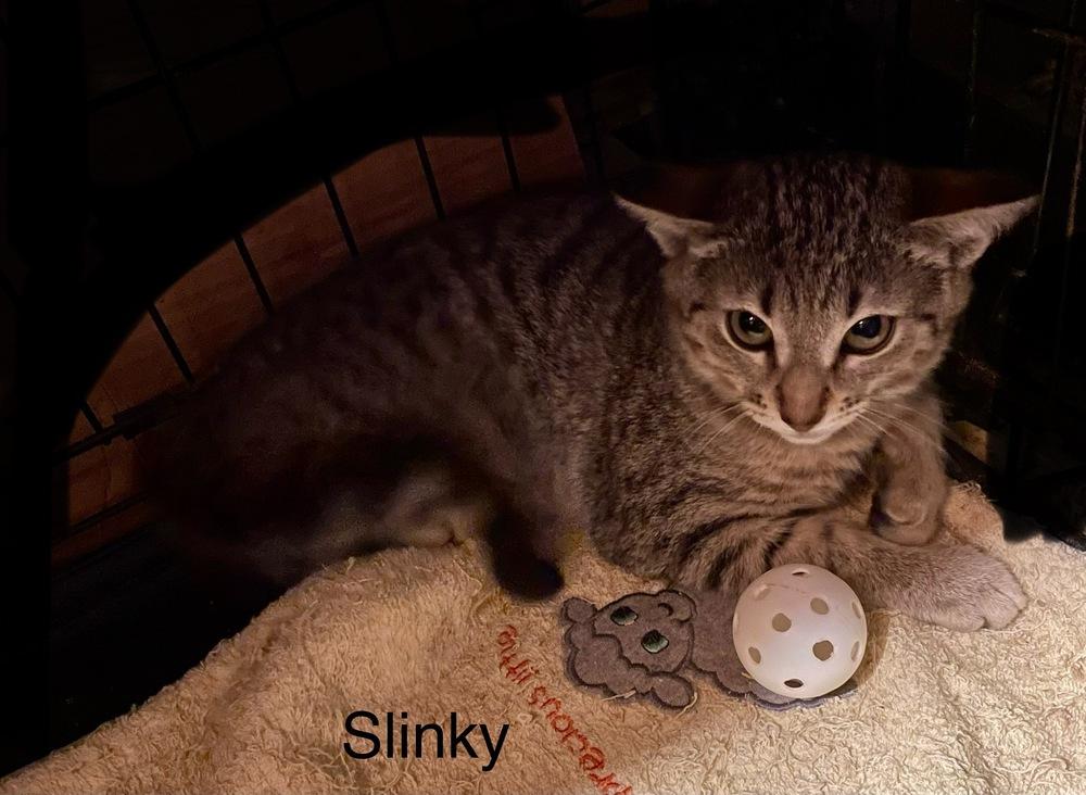 Enlarge Slinky, a Adoptable Domestic Short Hair in Safety Harbor, FL image 2/2