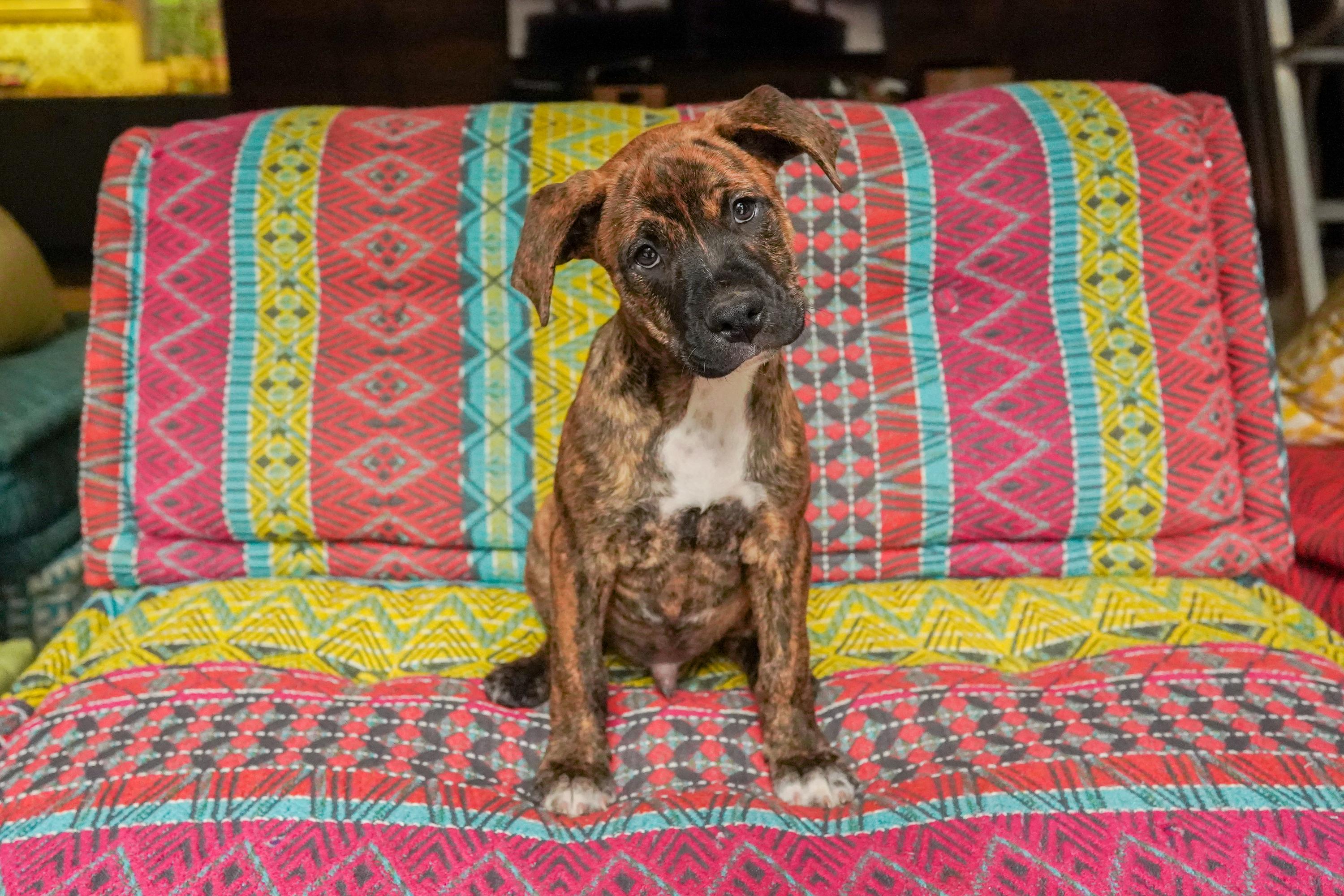 Rio, Baby Male Boxer