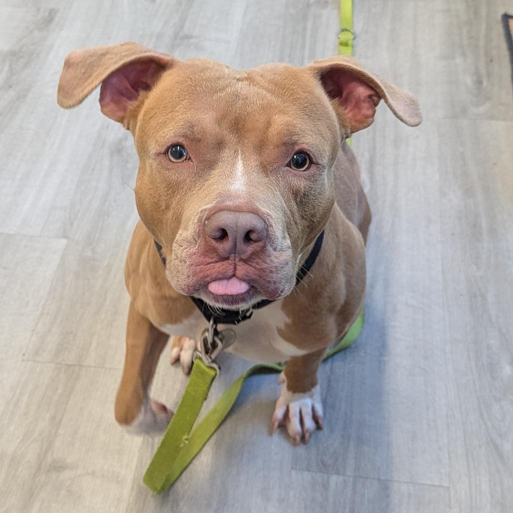 Gabe, a Adoptable mixed breed in Oak Park, IL image 1/6