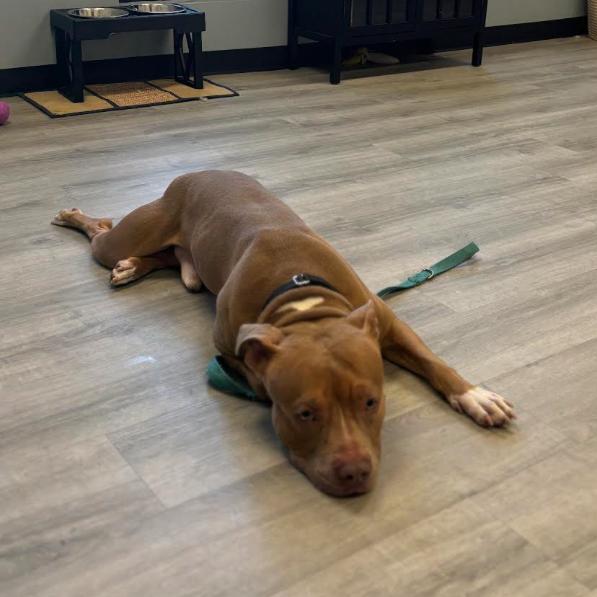 Gabe, a Adoptable mixed breed in Oak Park, IL image 2/6