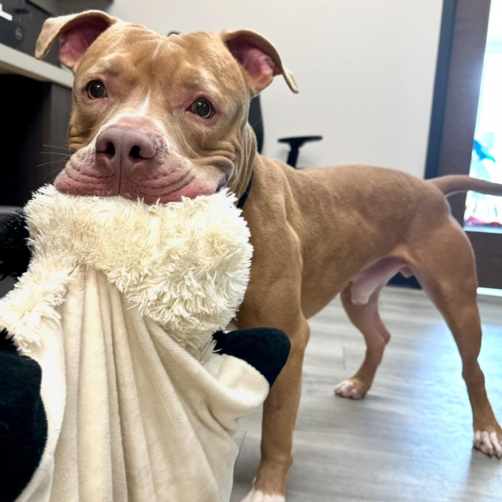 Gabe, a Adoptable mixed breed in Oak Park, IL image 3/6