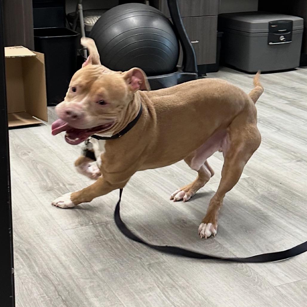 Gabe, a Adoptable mixed breed in Oak Park, IL image 4/6