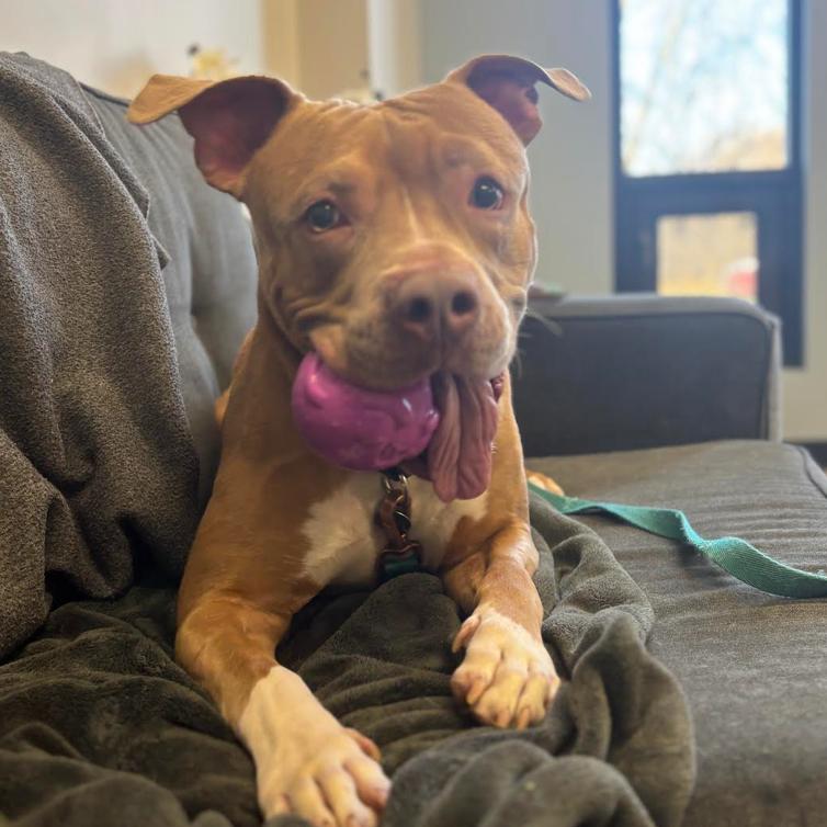 Gabe, a Adoptable mixed breed in Oak Park, IL image 5/6