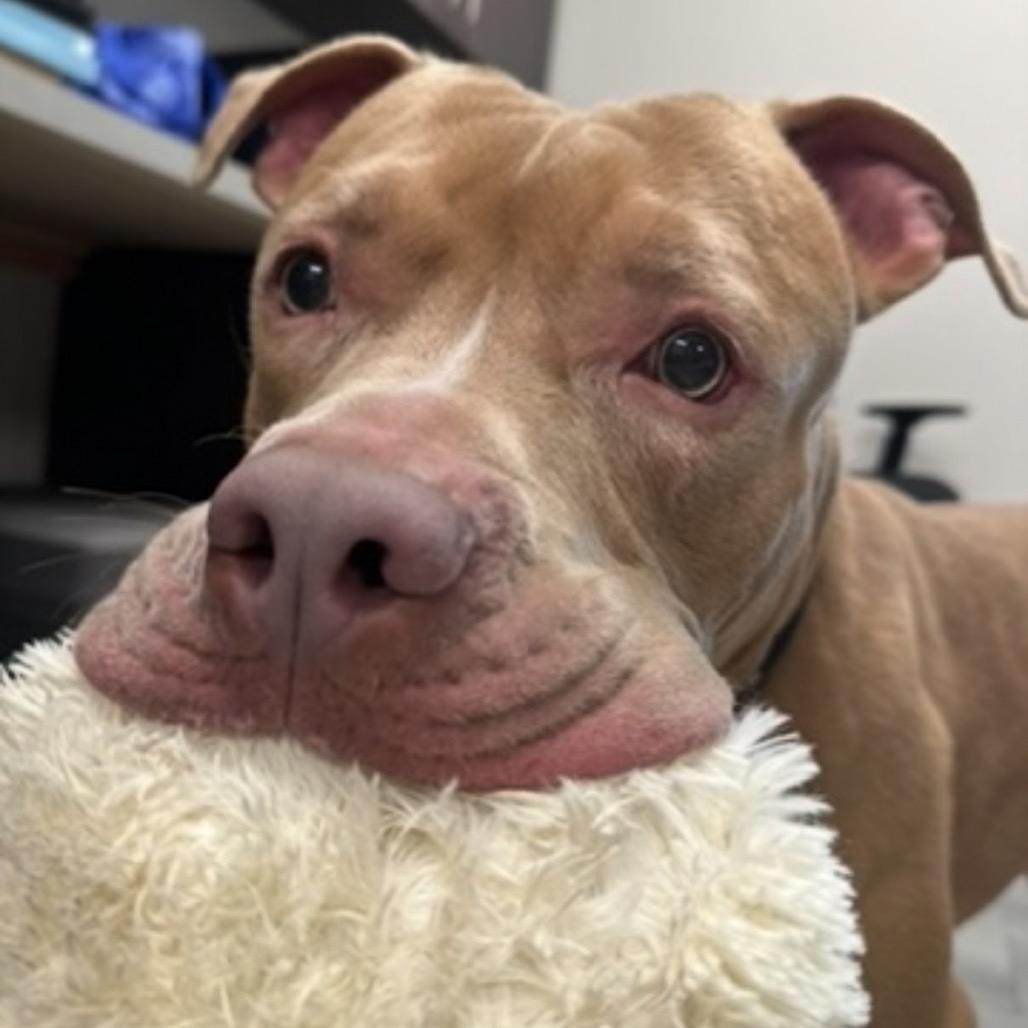 Gabe, a Adoptable mixed breed in Oak Park, IL image 6/6
