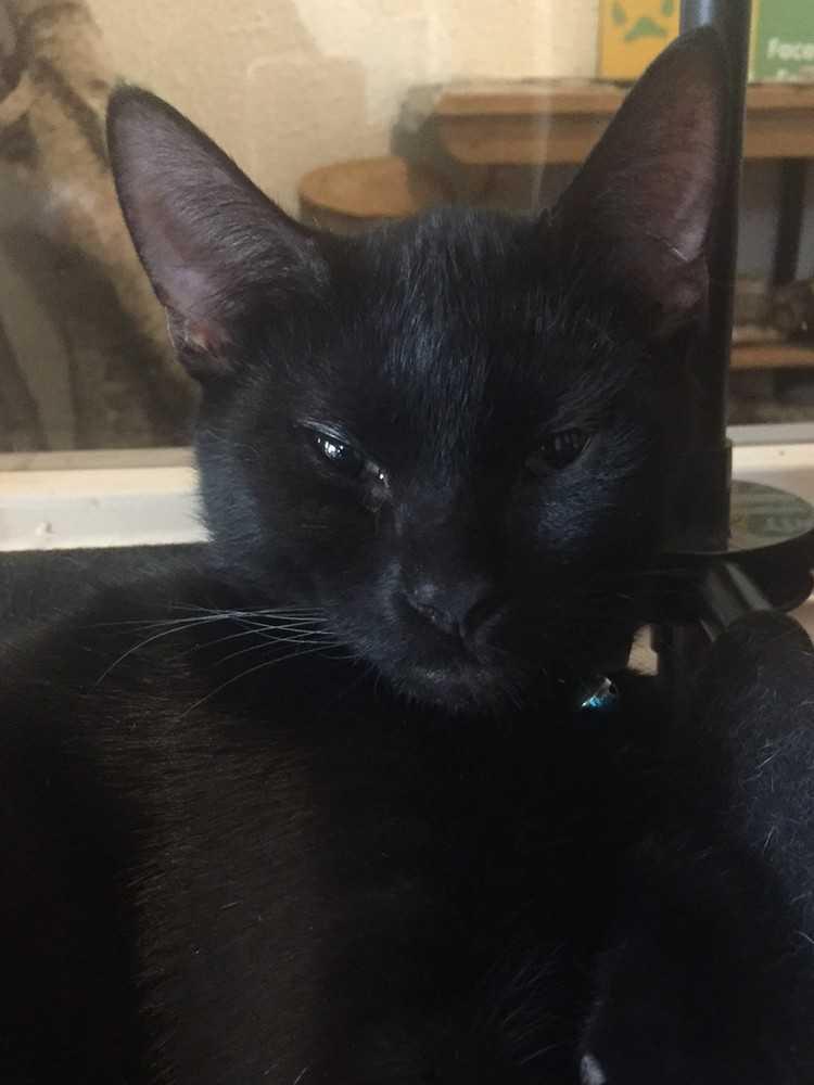 Apollo II, Adopted, Adult Male Domestic Short Hair.