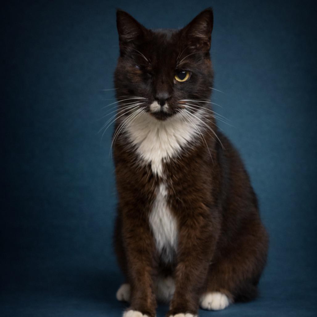 Cade, Adoptable, Young Male Domestic Short Hair.