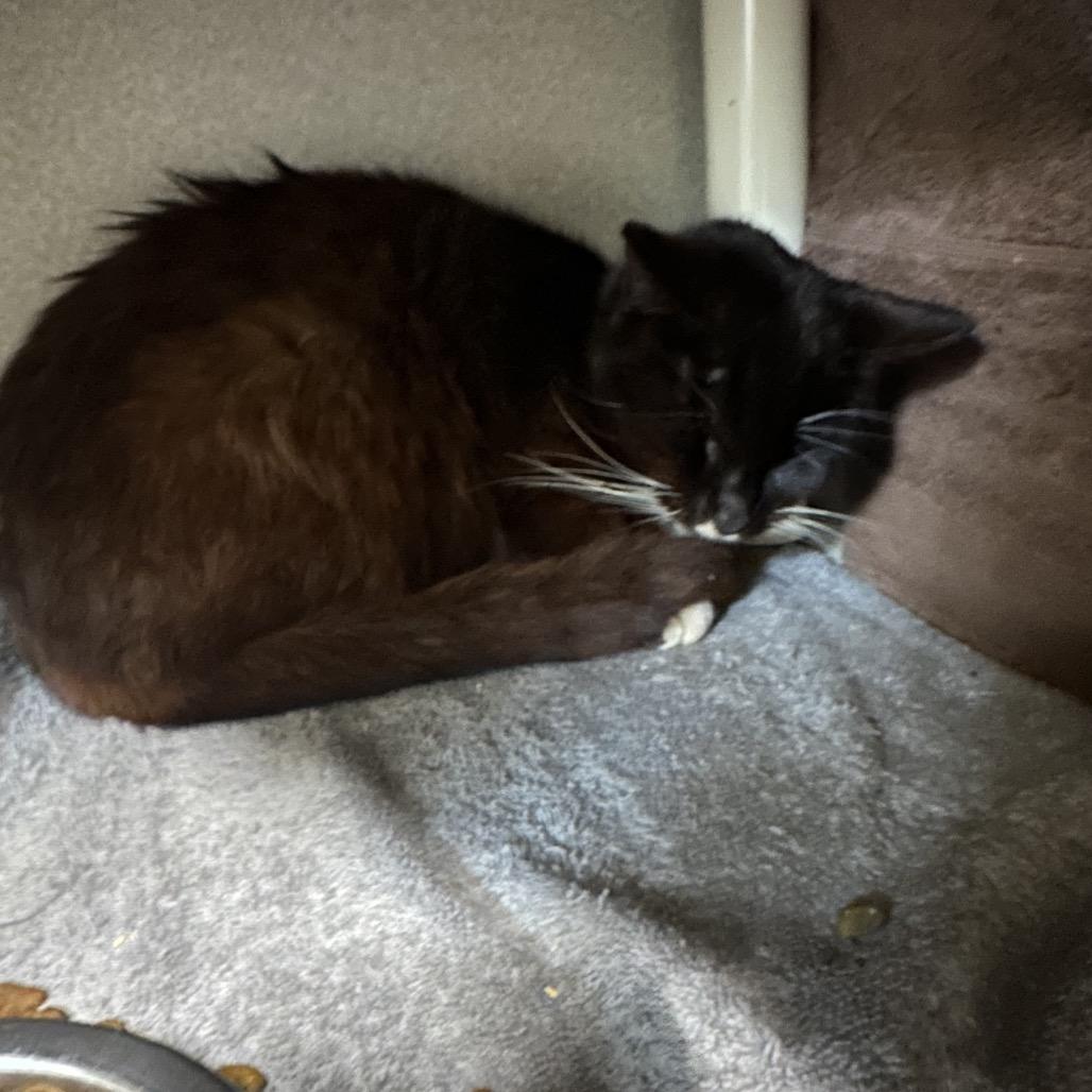 Enlarge Cade, a Adoptable Domestic Short Hair in Morganton, NC image 2/3