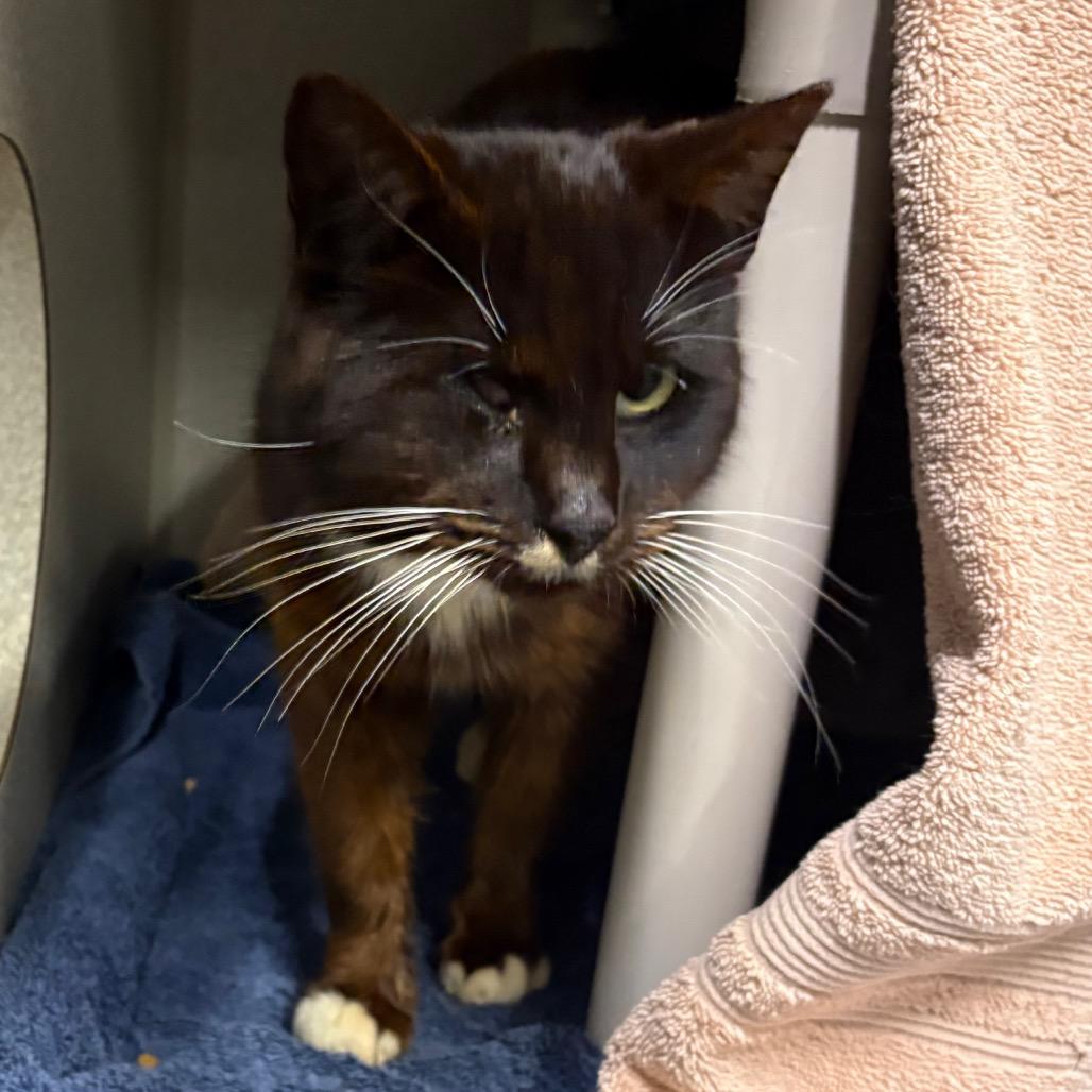 Enlarge Cade, a Adoptable Domestic Short Hair in Morganton, NC image 3/3