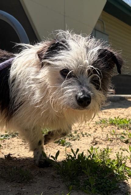Bow, adopted, Adult Male Shih Tzu.