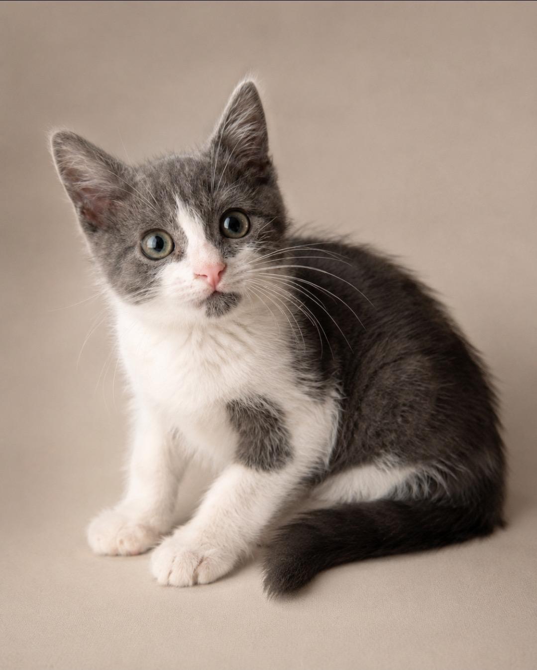 Haven, adopted, Kitten Male American Shorthair.