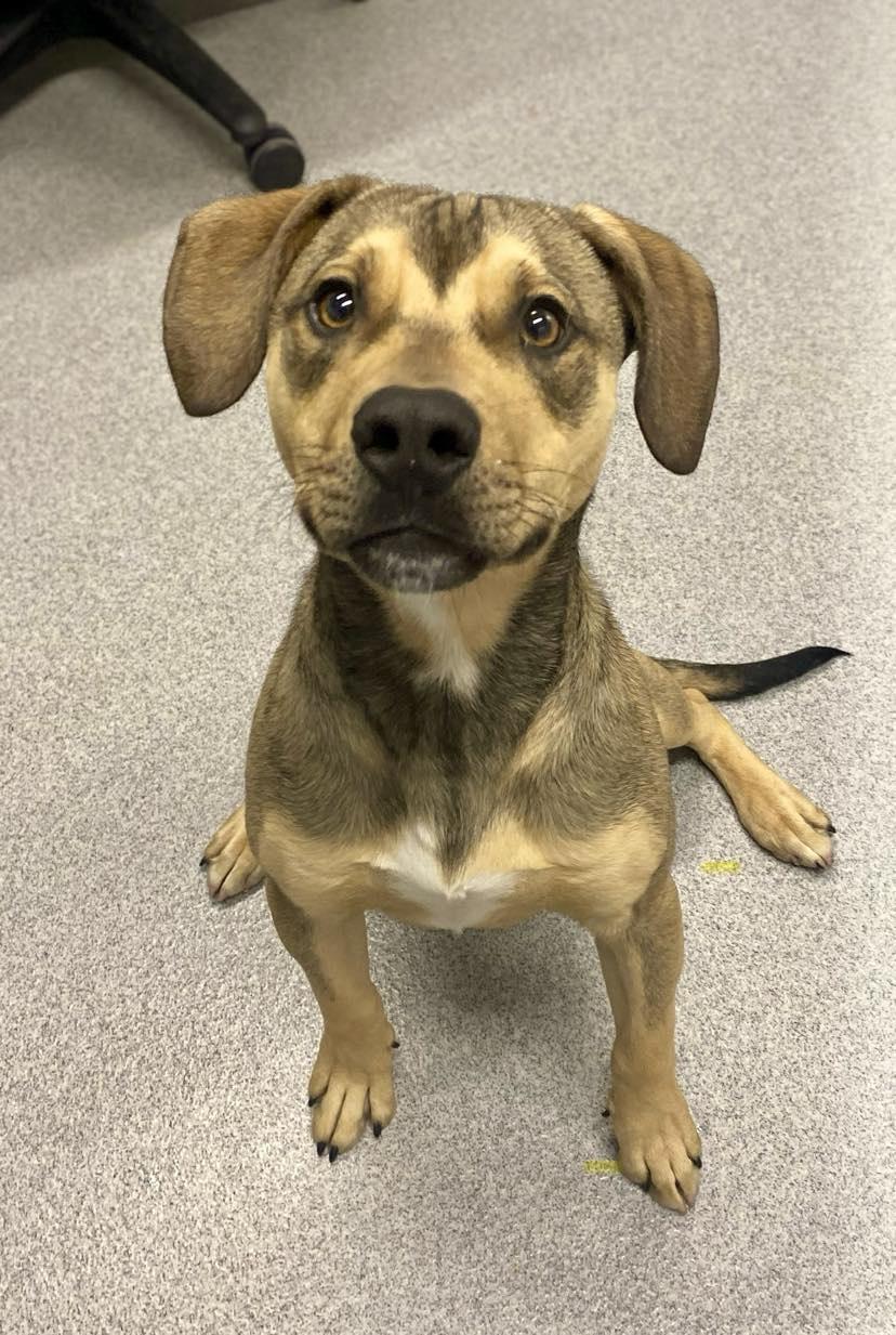 Scottie, Young Male Mixed Breed