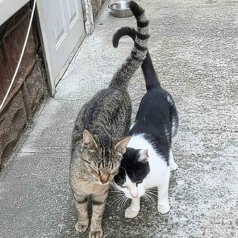 Enlarge Missy & Minnie, a ADOPTABLE Domestic Short Hair in New York, NY image 1/5