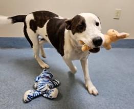 Ricky, Adoptable, Young Male Collie.