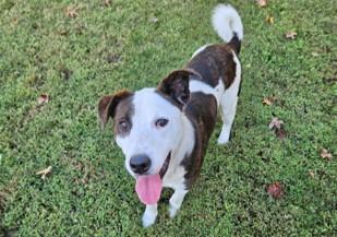 Enlarge Ricky, a Adoptable Collie in Suffolk, VA image 2/2