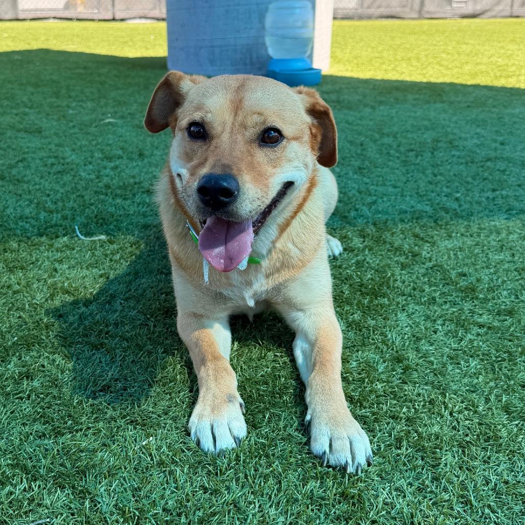 Lexi, Adoptable, Adult Female Mixed Breed.