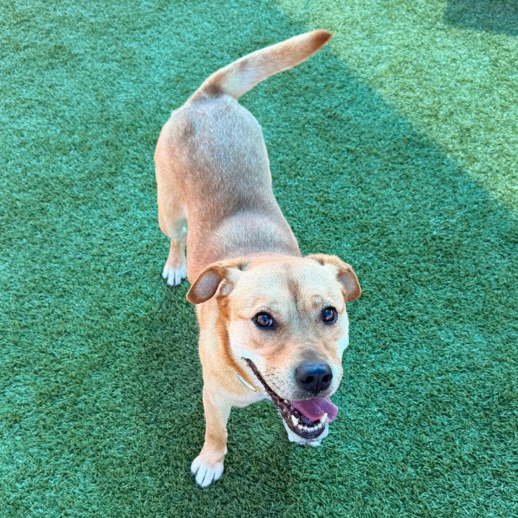 Enlarge Lexi, a Adoptable Mixed Breed in Idaho Falls, ID image 2/5