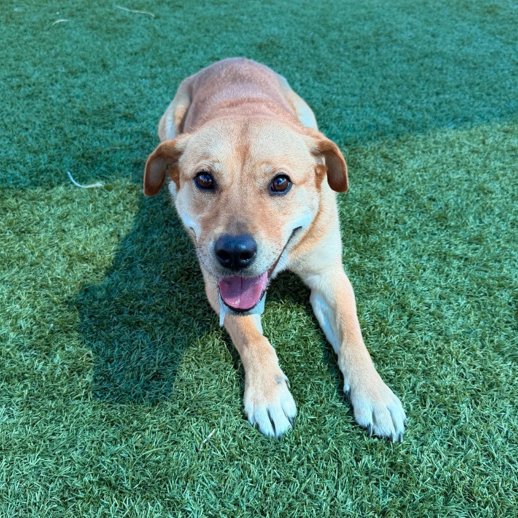 Enlarge Lexi, a Adoptable Mixed Breed in Idaho Falls, ID image 3/5