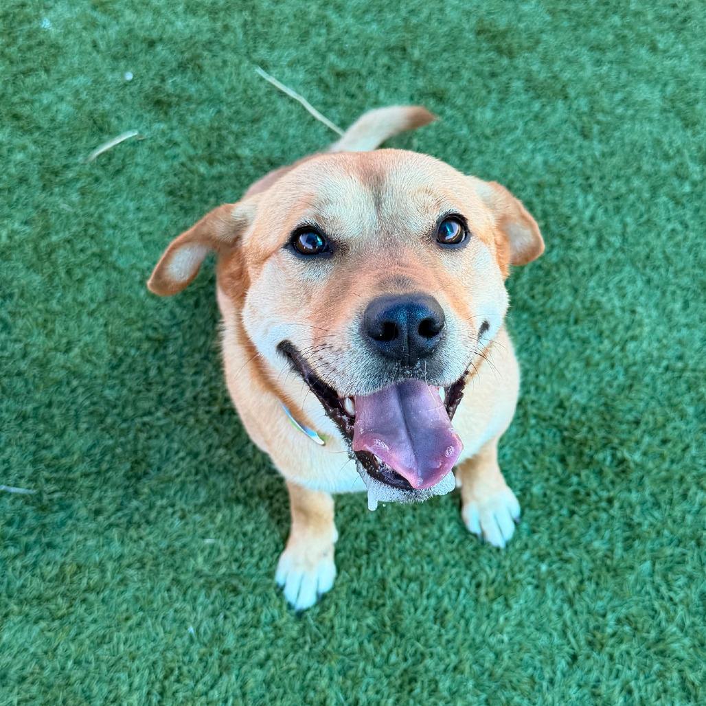 Enlarge Lexi, a Adoptable Mixed Breed in Idaho Falls, ID image 4/5
