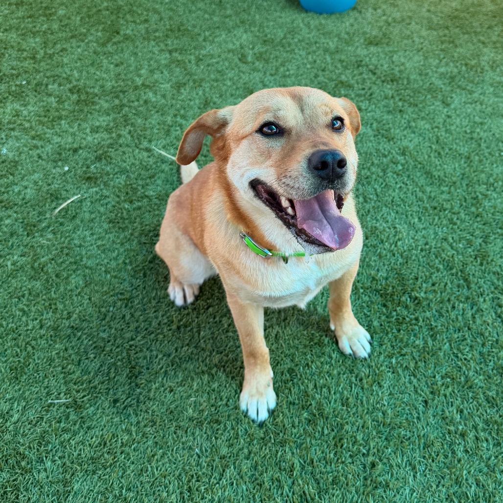 Enlarge Lexi, a Adoptable Mixed Breed in Idaho Falls, ID image 5/5