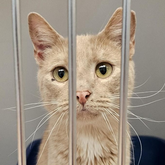 Enlarge Dorito, an adopted Domestic Short Hair in Norwalk, CT image 1/1