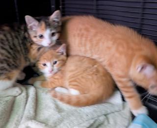 Enlarge KITTENS!, a ADOPTABLE mixed breed in Madison Heights, MI image 2/4