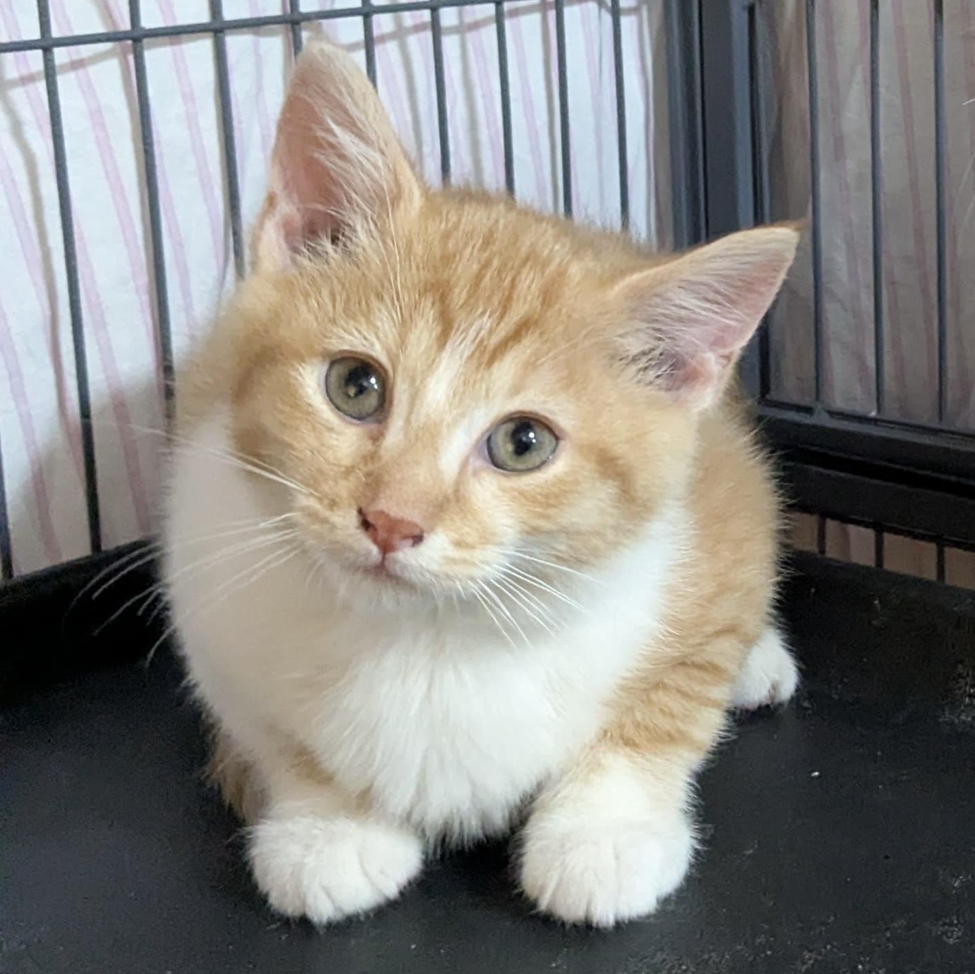 Enlarge KITTENS!, a ADOPTABLE mixed breed in Madison Heights, MI image 3/4