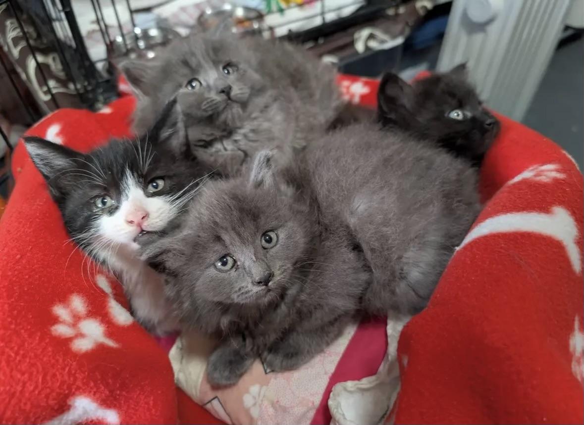 Enlarge KITTENS!, a ADOPTABLE mixed breed in Madison Heights, MI image 1/4