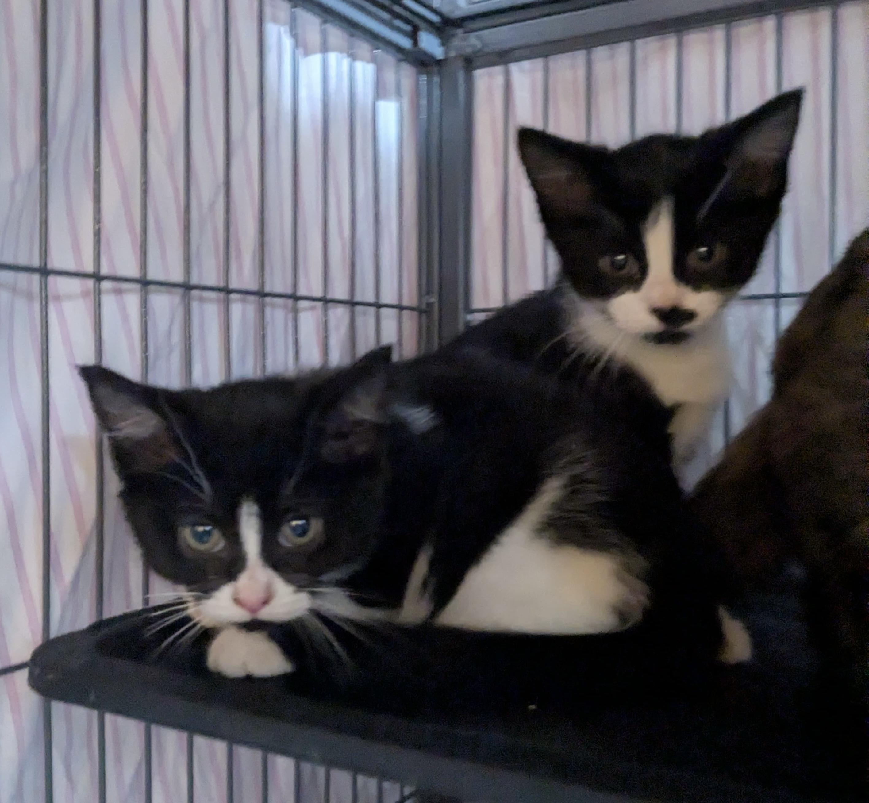Enlarge KITTENS!, a ADOPTABLE mixed breed in Madison Heights, MI image 4/4
