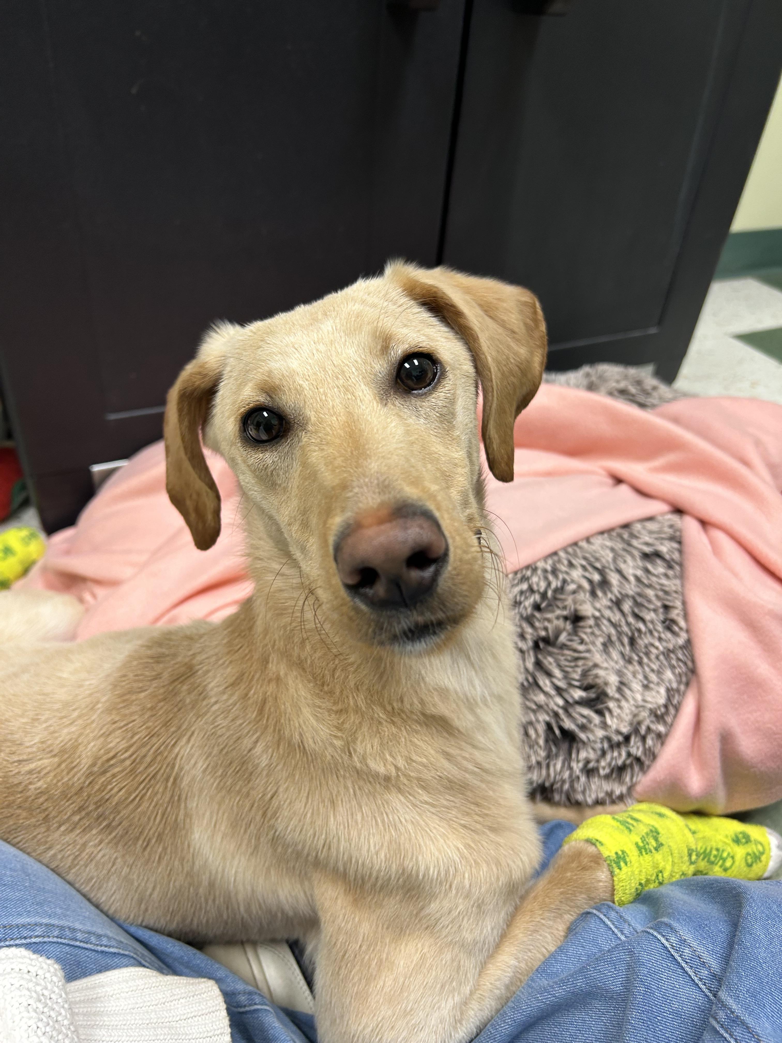 Enlarge Duckie, a ADOPTABLE mixed breed in St. Joseph, MI image 1/1