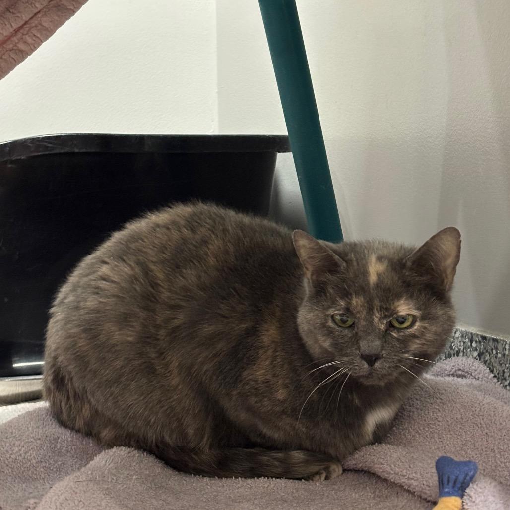 Enlarge Fairy, a Adoptable Domestic Short Hair in Brookfield, WI image 1/4