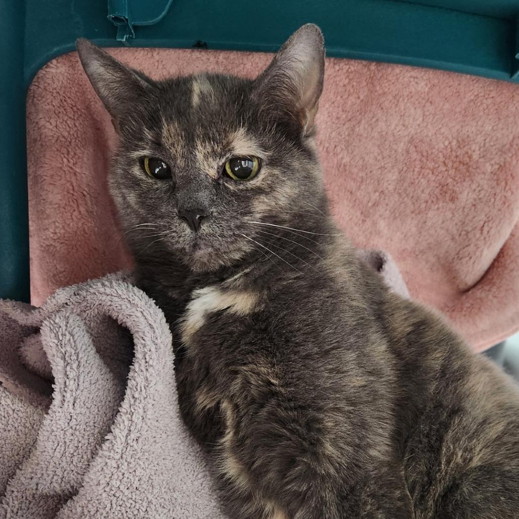 Enlarge Fairy, a Adoptable Domestic Short Hair in Brookfield, WI image 2/4