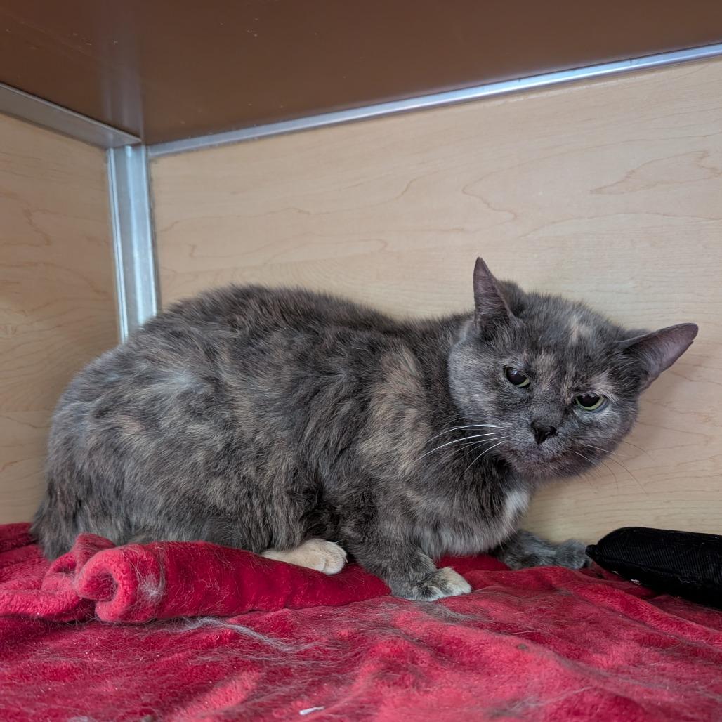 Enlarge Fairy, a Adoptable Domestic Short Hair in Brookfield, WI image 3/4