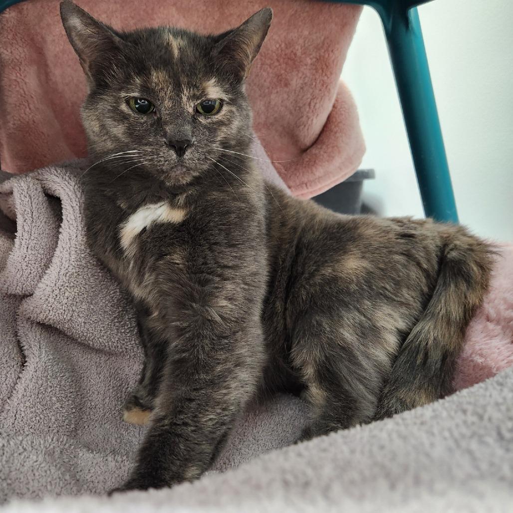 Enlarge Fairy, a Adoptable Domestic Short Hair in Brookfield, WI image 4/4