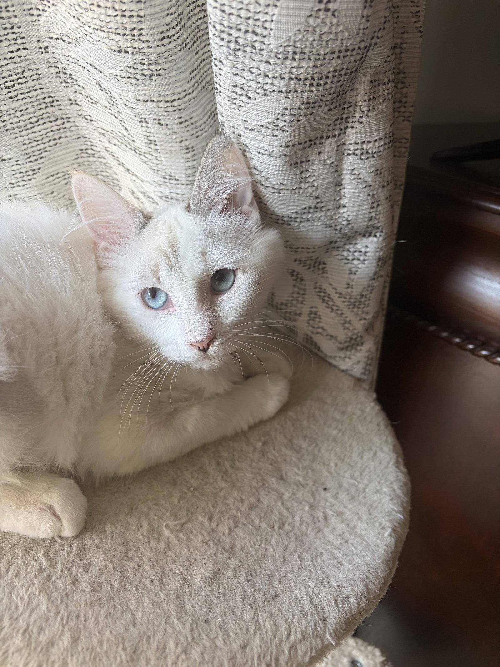 Bunny ( Lisa), a Adoptable Siamese in Vallejo, CA image 1/2