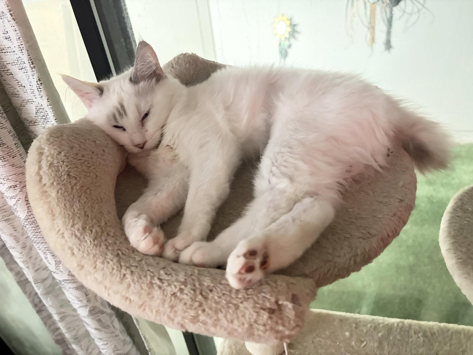 Bunny ( Lisa), a Adoptable Siamese in Vallejo, CA image 2/2
