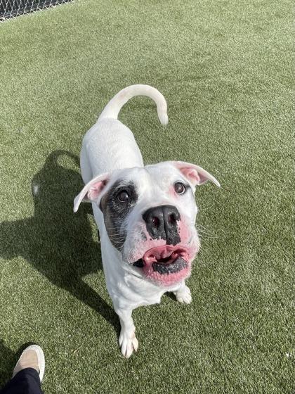 Walter, Adoptable, Adult Male Mixed Breed & Mixed Breed.