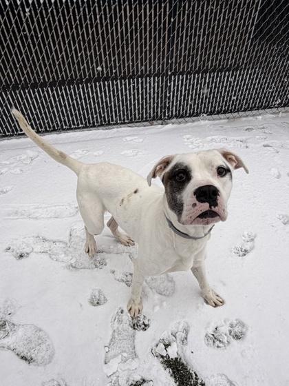 Enlarge Walter, a Adoptable mixed breed in Lafayette, IN image 1/3