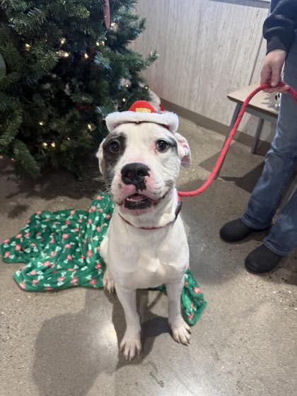 Enlarge Walter, a Adoptable mixed breed in Lafayette, IN image 2/3