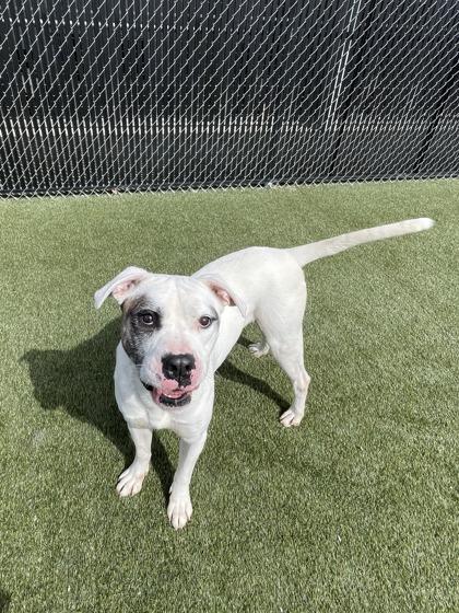 Enlarge Walter, a Adoptable mixed breed in Lafayette, IN image 3/3