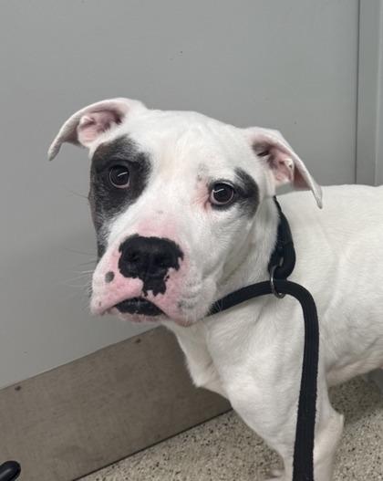 Enlarge Walter, a Adoptable mixed breed in Lafayette, IN image 3/3