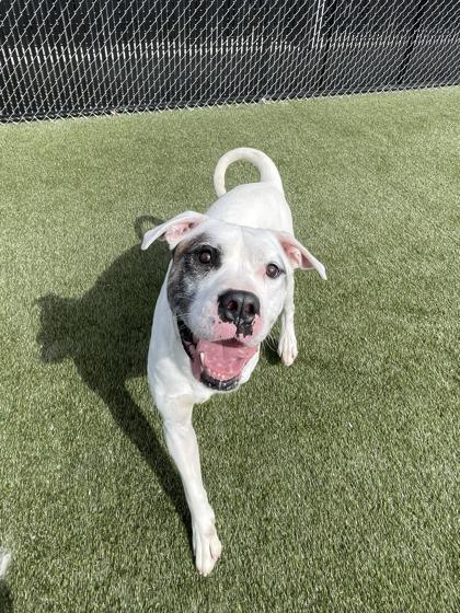 Enlarge Walter, a Adoptable mixed breed in Lafayette, IN image 2/2