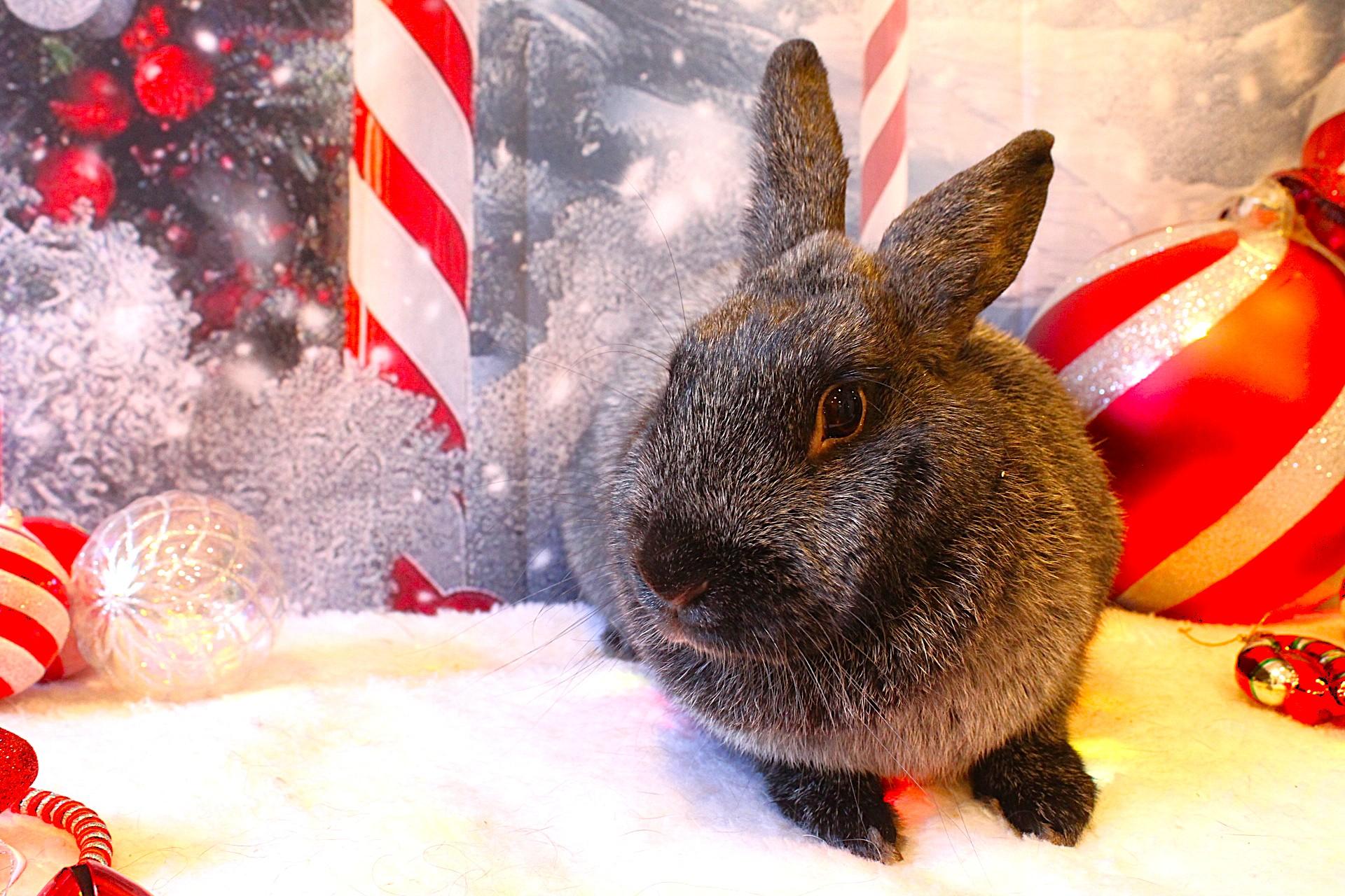 Cookie, a Adoptable Champagne D'Argent in Hillside, NJ image 1/3