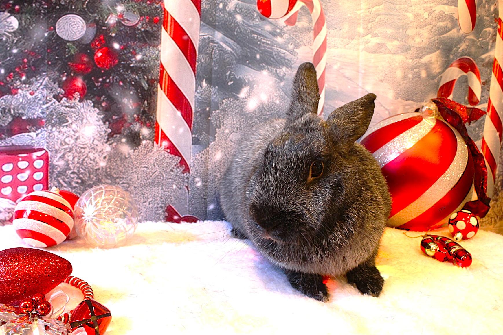 Cookie, a Adoptable Champagne D'Argent in Hillside, NJ image 2/3