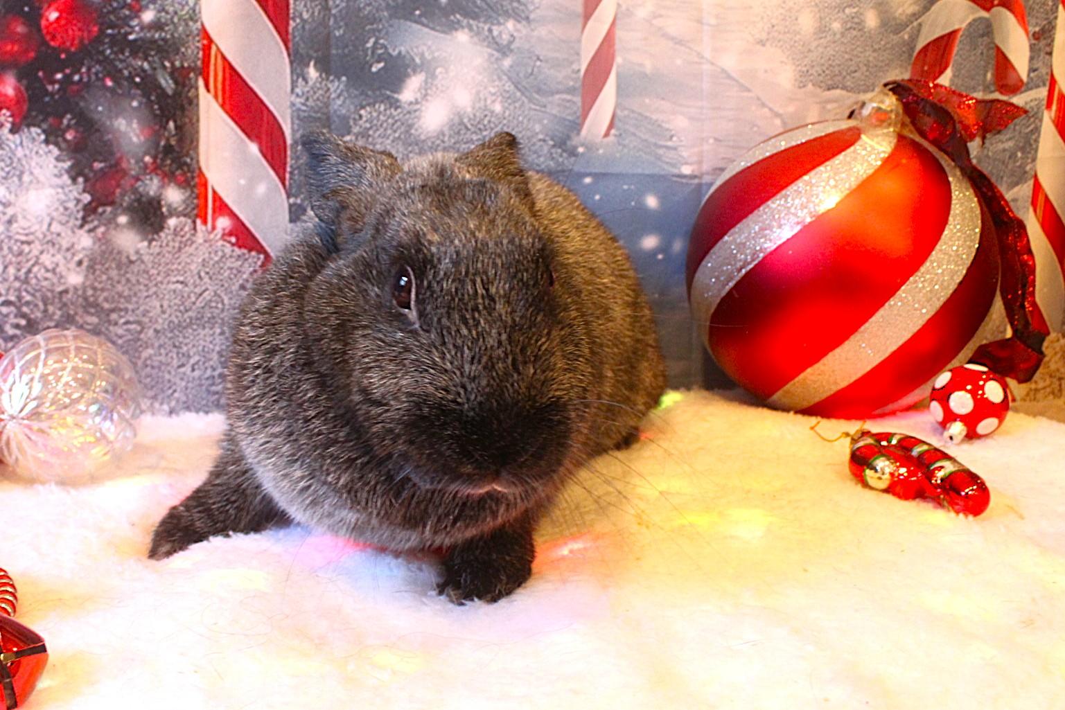 Cookie, a Adoptable Champagne D'Argent in Hillside, NJ image 3/3