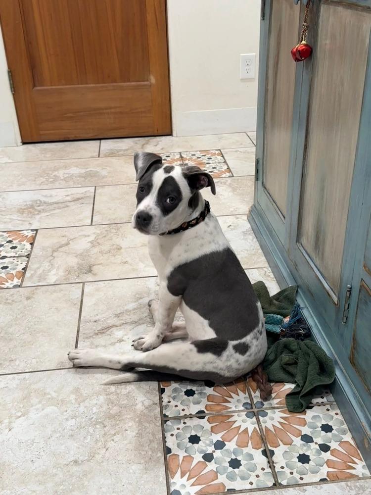 Chiara, Adoptable, Puppy Female American Bulldog & Pit Bull Terrier.