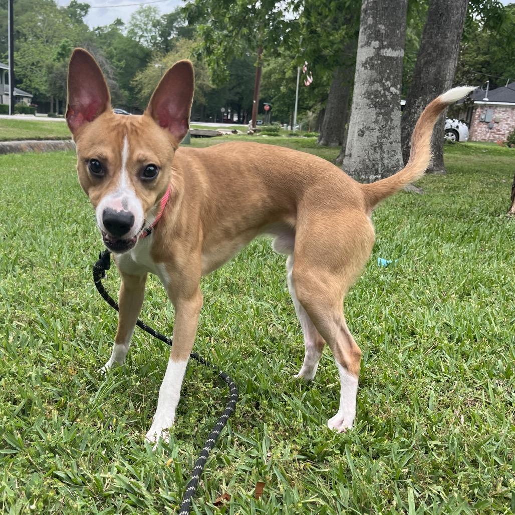 Canelo, Adoptable, Adult Male Basenji & Mixed Breed.