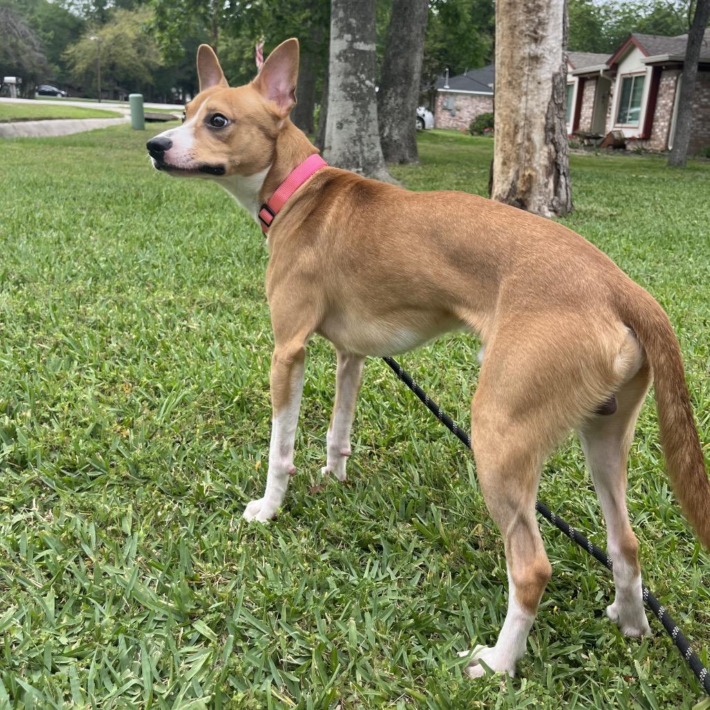 Enlarge Canelo, a Adoptable mixed breed in Green Bay, WI image 2/6