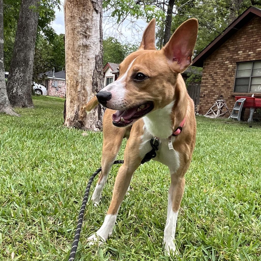 Enlarge Canelo, a Adoptable mixed breed in Green Bay, WI image 3/6