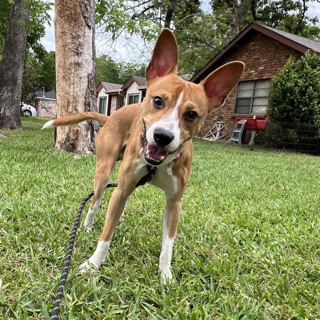 Enlarge Canelo, a Adoptable mixed breed in Green Bay, WI image 4/6